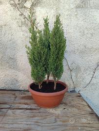 boschetto cipressi bonsai 