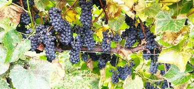 Vino Clinto
