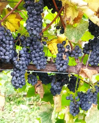 Vino Clinto