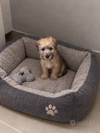 Morkie incrocio maltese York shire toy maschio