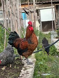 Galli ornamentali - Australorp, Barnelvelder ecc