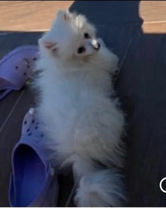 Pomerania toy