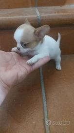 Chihuahua miniature. Mini toy