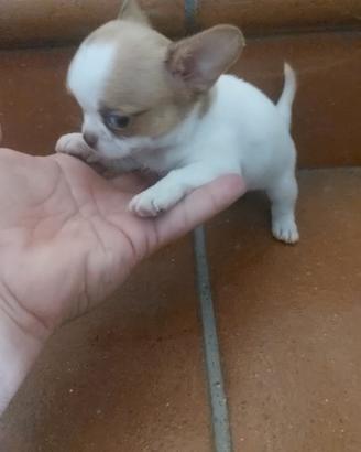 Chihuahua miniature. Mini toy