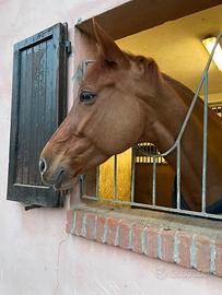 Cavalla italiana da salto