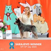 Australian cattledog