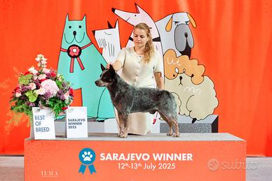 Australian cattledog