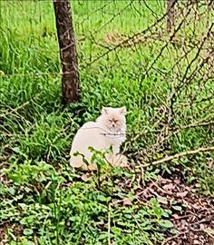 Terreno in zona C2 a Tremignon