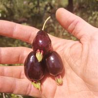 Piante di Ciliegia Brasiliana ( del Rio Grande )