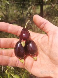 Piante di Ciliegia Brasiliana ( del Rio Grande )