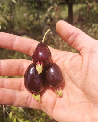 Piante di Ciliegia Brasiliana ( del Rio Grande )