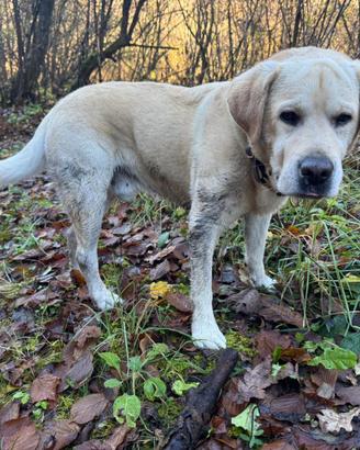 Labrador