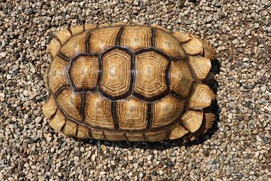 Esemplare maschio di Sulcata