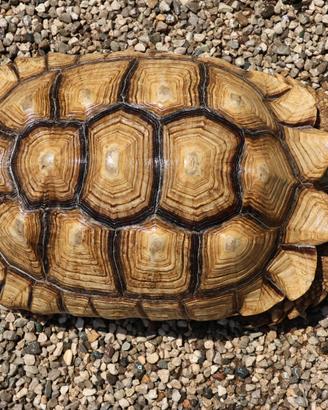 Esemplare maschio di Sulcata