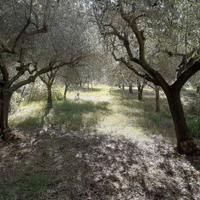 Appartamento con uliveto