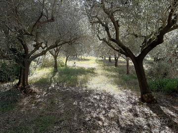 Appartamento con uliveto