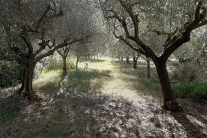 Appartamento con uliveto