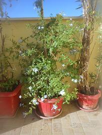 PLUMBAGO