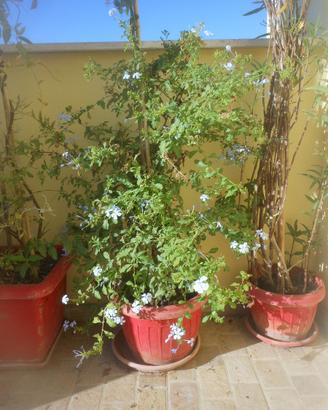 PLUMBAGO