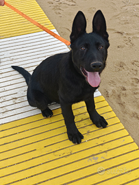 Pastore tedesco grigione