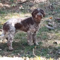 Lagotto Romagnolo cucciolona cane da tartufo