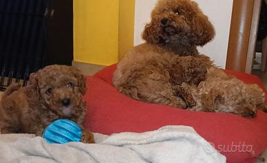 Barboncino Toy e mini Toy red