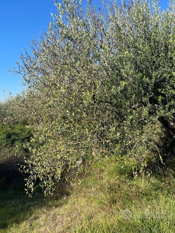 Terreno di 5600 m² a Montemurlo - Vista 4
