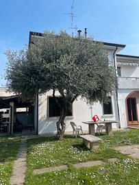 Belissimo ulivo adulto 4 metri