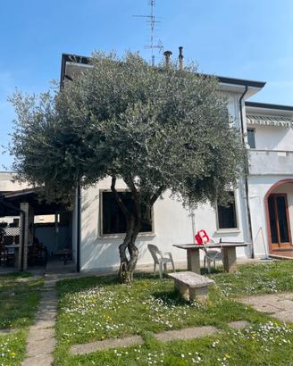 Belissimo ulivo adulto 4 metri