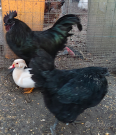 Coppia cemani