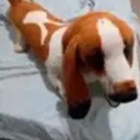 peluche cane grande , praticamente nuovo 