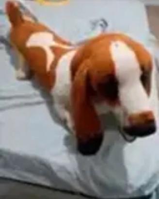 peluche cane grande , praticamente nuovo 