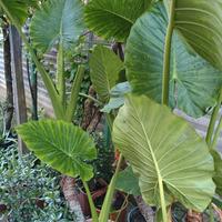 L’Alocasia Macrorrhiza Orecchie Elefante e altro