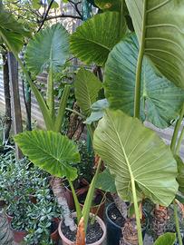L’Alocasia Macrorrhiza Orecchie Elefante e altro