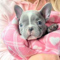 Cuccioli di bulldog francese blu