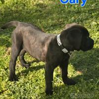 Cucciola di Cane Corso