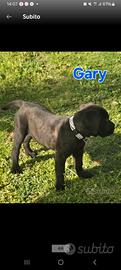Cucciola di Cane Corso