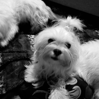 Disponibile per monta