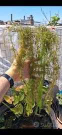 Pianta carnivora acquatica, Utricularia australis