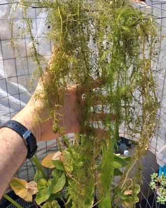 Pianta carnivora acquatica, Utricularia australis