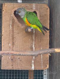 Coppia di Senegal