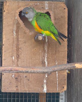 Coppia di Senegal