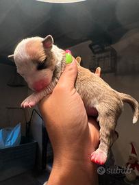 Bull terrier miniature