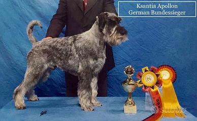SUPER CUCCIOLATA Schnauzer Medi Pepe e Sale