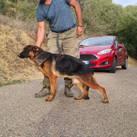 Pastore tedesco cucciolona nero focato