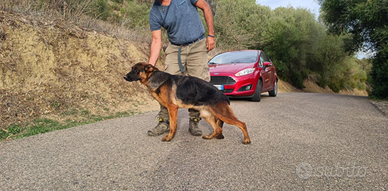 Pastore tedesco cucciolona nero focato