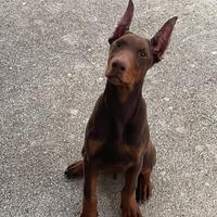 Dobermann