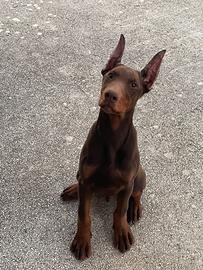 Dobermann