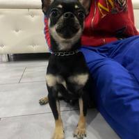 Chihuahua per monta