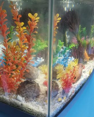 Acquario